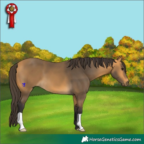 Horse Color:Buckskin 