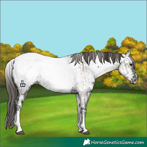 Horse Color:White Spotted Grullo Appaloosa Rabicano  and White Spotted Grullo Appaloosa Rabicano 