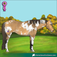 Horse Color:White Spotted Buckskin
