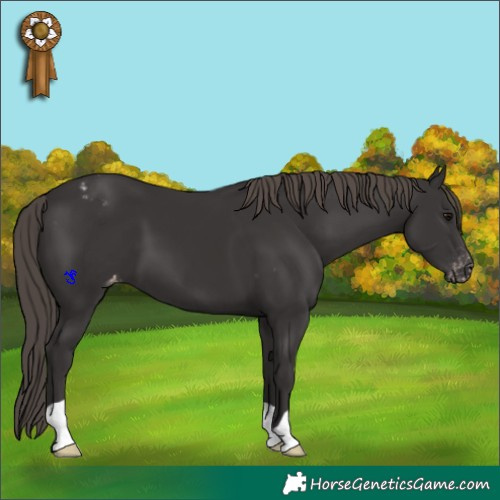 Horse Color:Smoky Black Appaloosa 