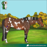 Horse Color:White Spotted Bay 