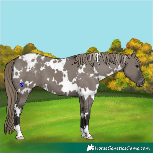 Horse Color:White Spotted Smoky Grullo Appaloosa 