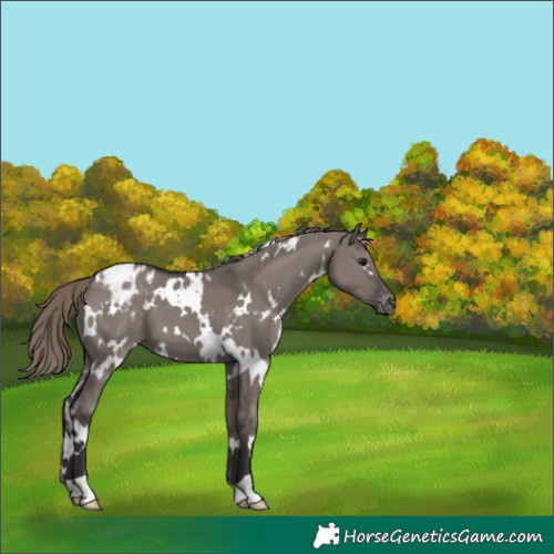 Horse Color:White Spotted Smoky Grullo Appaloosa