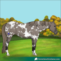 Horse Color:White Spotted Smoky Grullo Blanket 