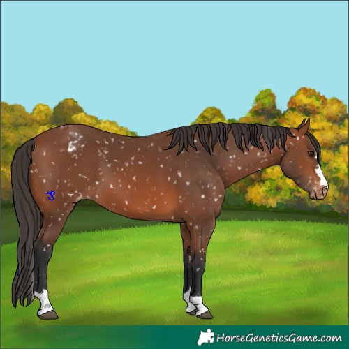 Horse Color:Bay Appaloosa 