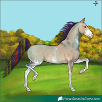 Horse Color:Painted Bay Dun Sabino