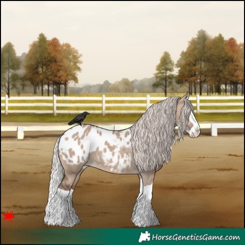 Horse Color:Silver Brown Dun Splash Appaloosa 