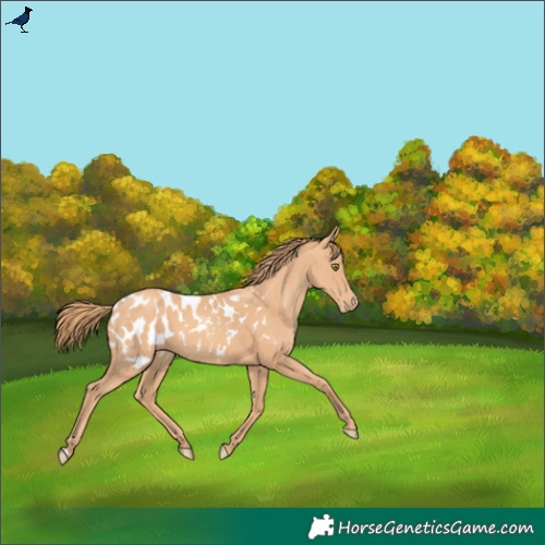 Horse Color:Gold Champagne Appaloosa