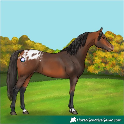 Horse Color:Bay Blanket
