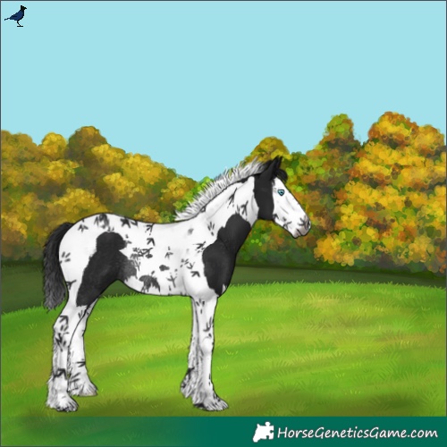 Horse Color:Gray Black Splash Tobiano Rabicano 