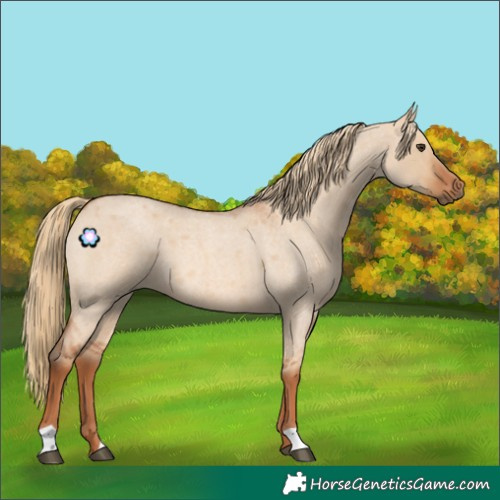 Horse Color:Red Dun Roan