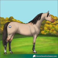 Horse Color:Bay Dun 