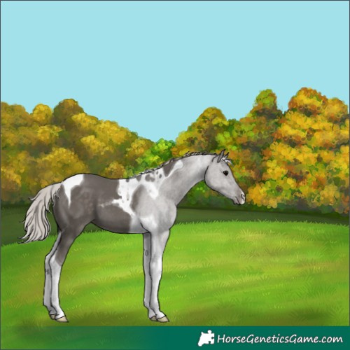 Horse Color:Silver Black Tobiano 