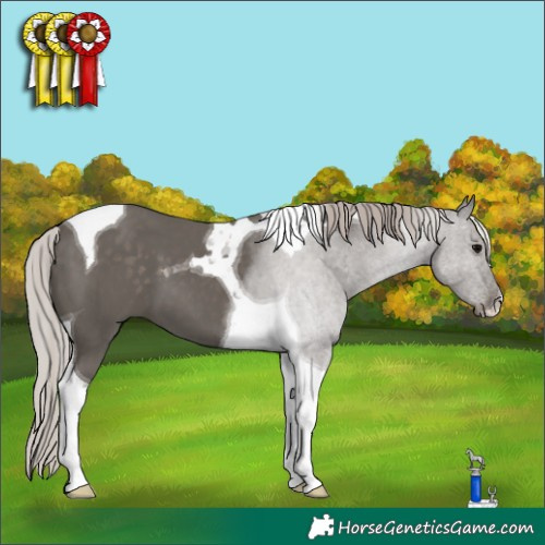 Horse Color:Silver Black Tobiano 