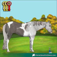 Horse Color:Silver Black Tobiano