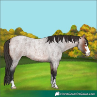Horse Color:Bay Roan