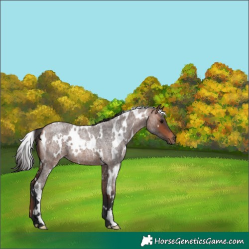 Horse Color:White Spotted Bay Roan 