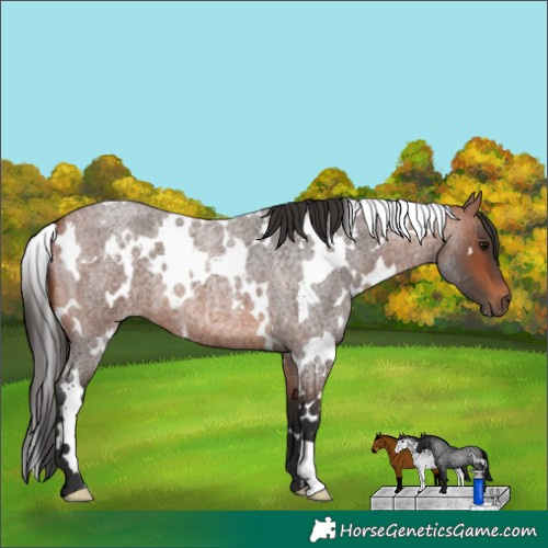 Horse Color:White Spotted Bay Roan 