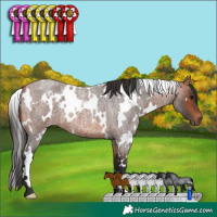 Horse Color:White Spotted Bay Roan