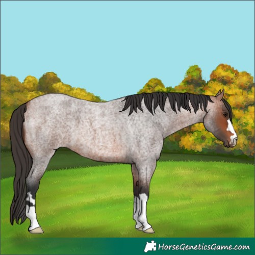 Horse Color:Bay Roan 