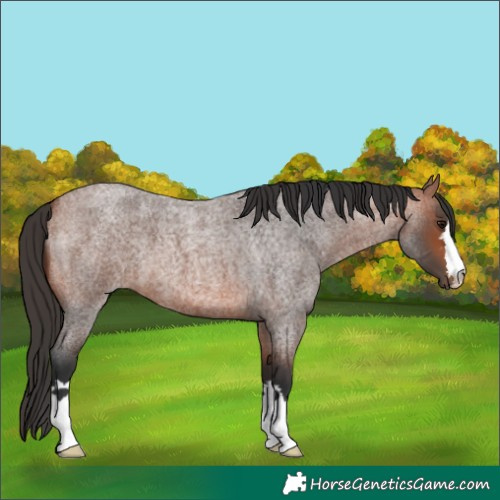 Horse Color:Bay Roan 