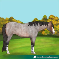Horse Color:Bay Roan