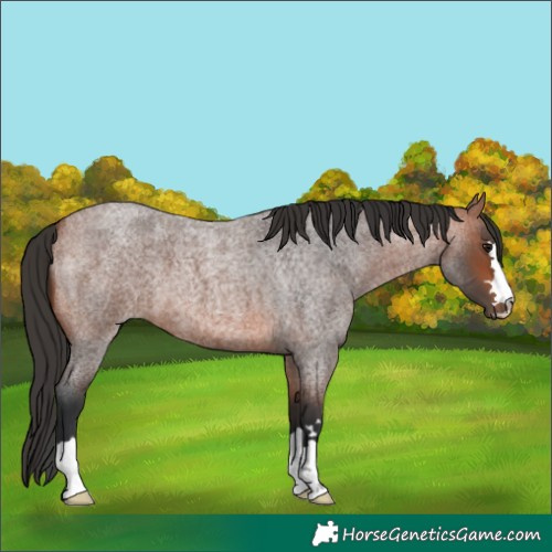 Horse Color:Bay Roan 