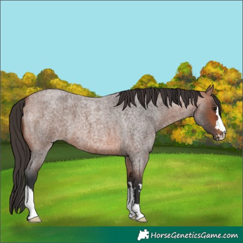 Horse Color:Bay Roan 
