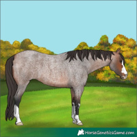 Horse Color:Bay Roan