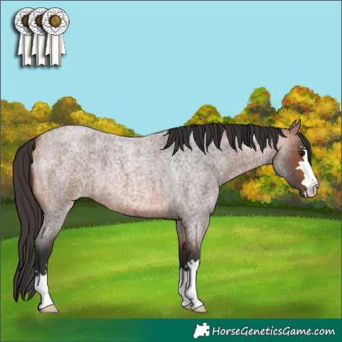 Horse Color:Bay Roan 