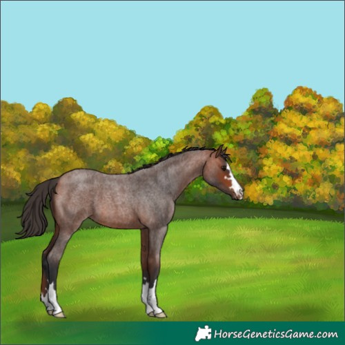 Horse Color:Bay Roan 