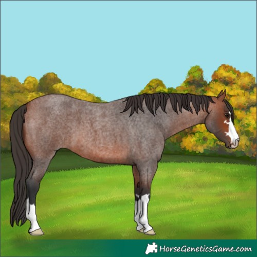 Horse Color:Bay Roan 