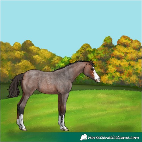 Horse Color:Bay Roan