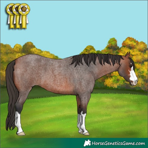 Horse Color:Bay Roan 