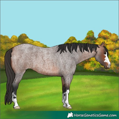 Horse Color:Bay Roan 