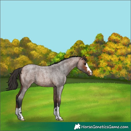 Horse Color:Bay Roan 