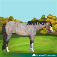 Horse Color:Bay Roan