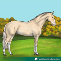 Horse Color:Palomino Roan Splash 