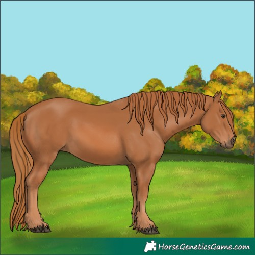 Horse Color:Chestnut 
