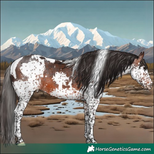 Horse Color:White Spotted Brown Splash Tobiano 