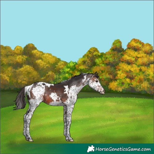 Horse Color:White Spotted Brown Splash Tobiano 