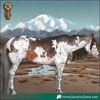 Horse Color:White Spotted Brown Splash Tobiano 