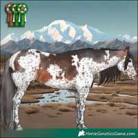Horse Color:White Spotted Brown Splash Tobiano 