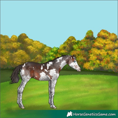 Horse Color:White Spotted Brown Splash Rabicano 