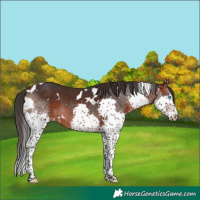 Horse Color:White Spotted Brown Splash Rabicano 