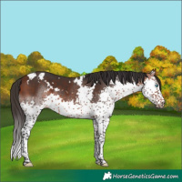 Horse Color:White Spotted Bay Splash 