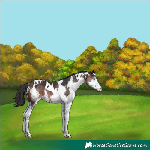 Horse Color:White Spotted Brown Splash Rabicano 