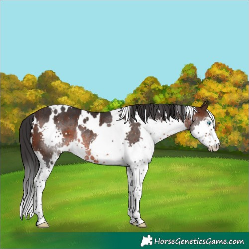 Horse Color:White Spotted Brown Splash Rabicano 