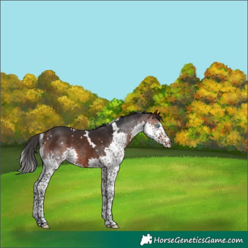 Horse Color:White Spotted Brown Splash Tobiano Rabicano 