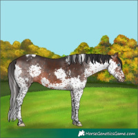 Horse Color:White Spotted Brown Splash Tobiano Rabicano 